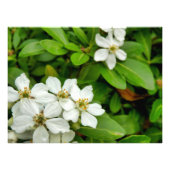 Choisya Ternata Foto Afdruk (Voorkant)