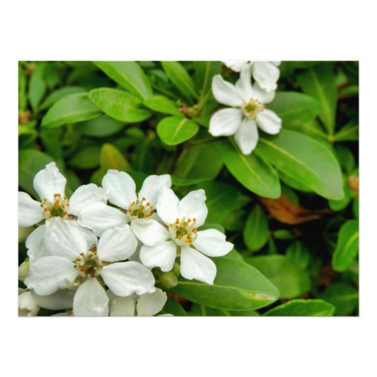 Choisya Ternata Foto Afdruk (Voorkant)