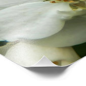 Choisya Ternata Foto Afdruk (Hoek)