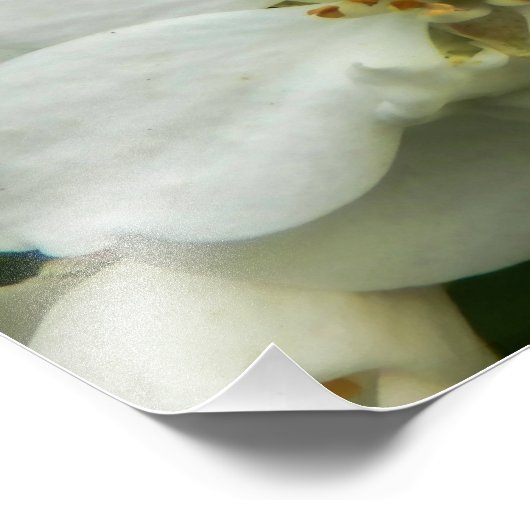 Choisya Ternata Foto Afdruk (Hoek)