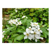 Choisya Ternata Foto Afdruk (Voorkant)