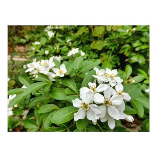 Choisya Ternata Foto Afdruk (Voorkant)