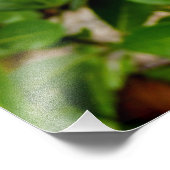 Choisya Ternata Foto Afdruk (Hoek)