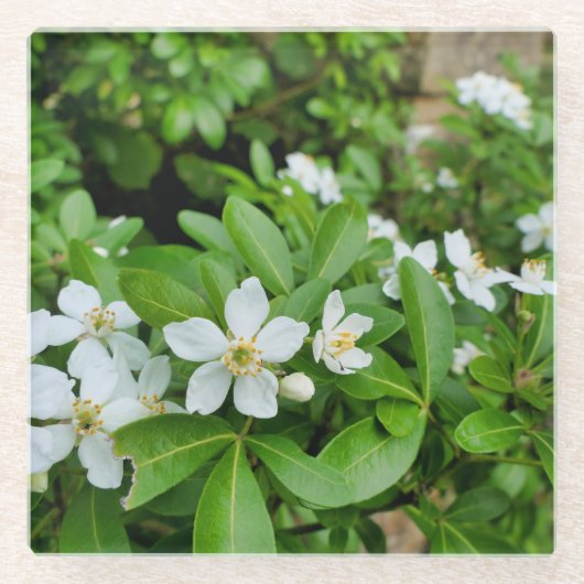 Choisya Ternata Glazen Onderzetter (Voorkant)