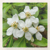 Choisya Ternata Glazen Onderzetter (Voorkant)