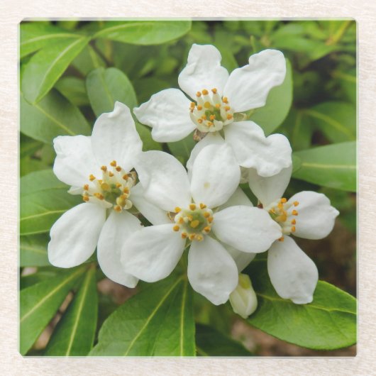 Choisya Ternata Glazen Onderzetter (Voorkant)