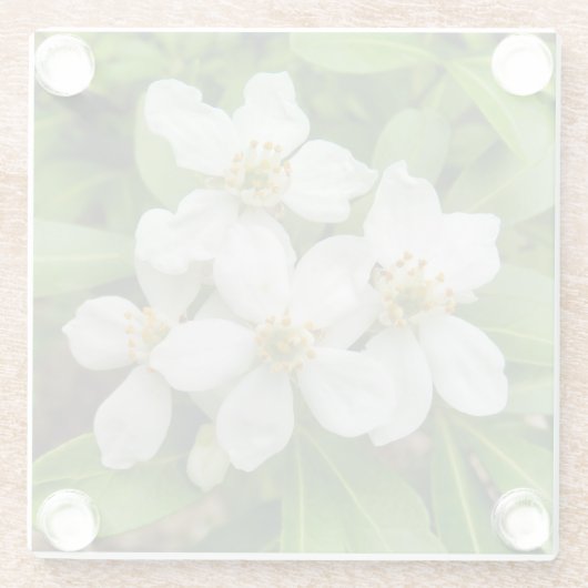 Choisya Ternata Glazen Onderzetter (Achterkant)