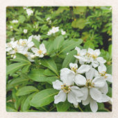 Choisya Ternata Glazen Onderzetter (Voorkant)