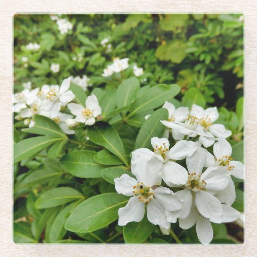 Choisya Ternata Glazen Onderzetter (Voorkant)