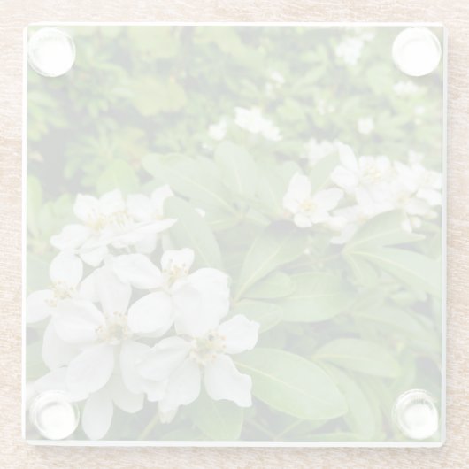 Choisya Ternata Glazen Onderzetter (Achterkant)