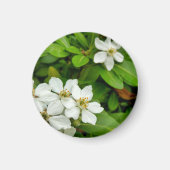 Choisya Ternata Magneet (Voorkant)