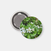 Choisya Ternata Magneet (Voorkant / Achterkant)