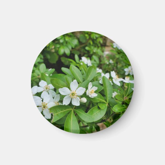 Choisya Ternata Magneet (Voorkant)