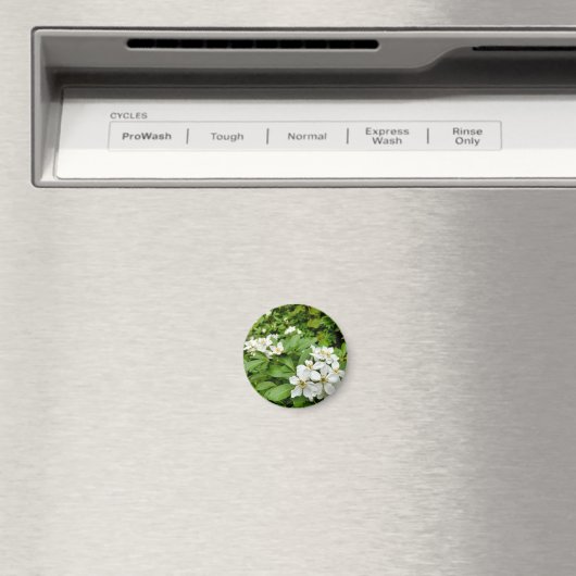 Choisya Ternata Magneet (Insitu (Vaatwasser))