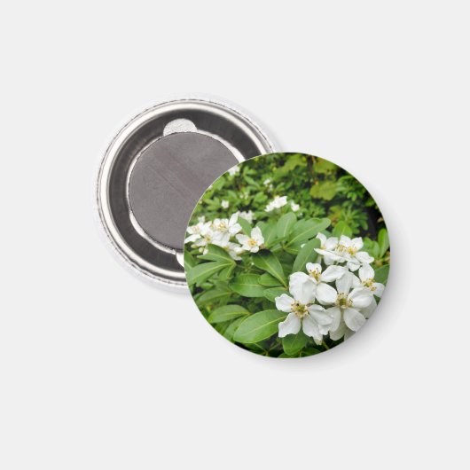 Choisya Ternata Magneet (Voorkant / Achterkant)