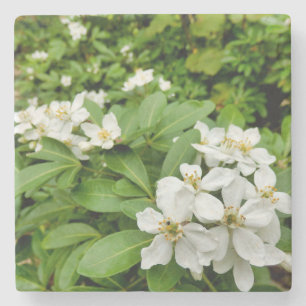 Choisya Ternata Stenen Onderzetter