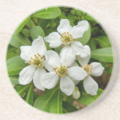 Choisya Ternata Zandsteen Onderzetter (Voorkant)