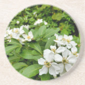 Choisya Ternata Zandsteen Onderzetter (Voorkant)