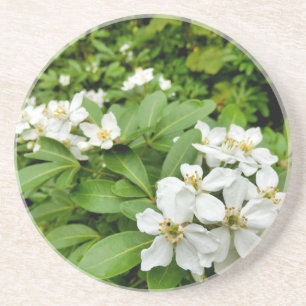 Choisya Ternata Zandsteen Onderzetter