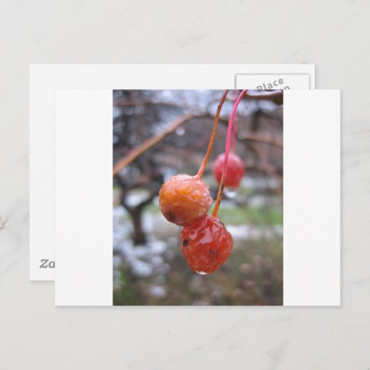 Choke cherry briefkaart (Voorkant / Achterkant)