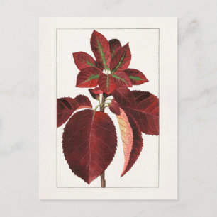 Chokecherry Leaves (Prunus virginiana) Schilting Briefkaart