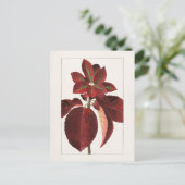 Chokecherry Leaves (Prunus virginiana) Schilting Briefkaart (Staand voorkant)