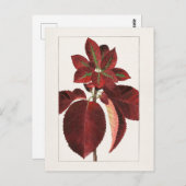 Chokecherry Leaves (Prunus virginiana) Schilting Briefkaart (Voorkant / Achterkant)