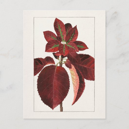 Chokecherry Leaves (Prunus virginiana) Schilting Briefkaart (Voorkant)
