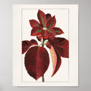 Chokecherry Leaves (Prunus virginiana) Schilting Poster