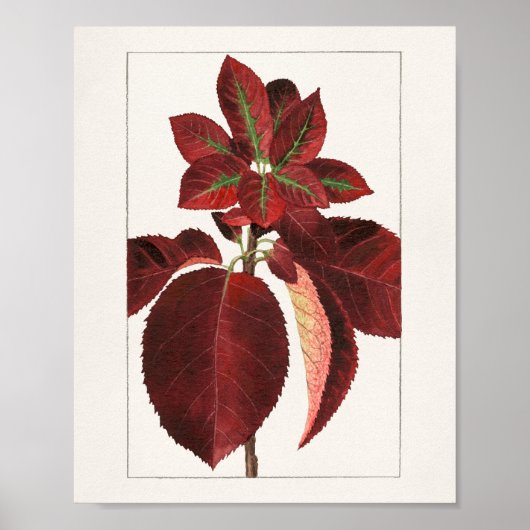 Chokecherry Leaves (Prunus virginiana) Schilting Poster (Voorkant)