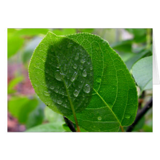 Chokecherselbladeren in de lente