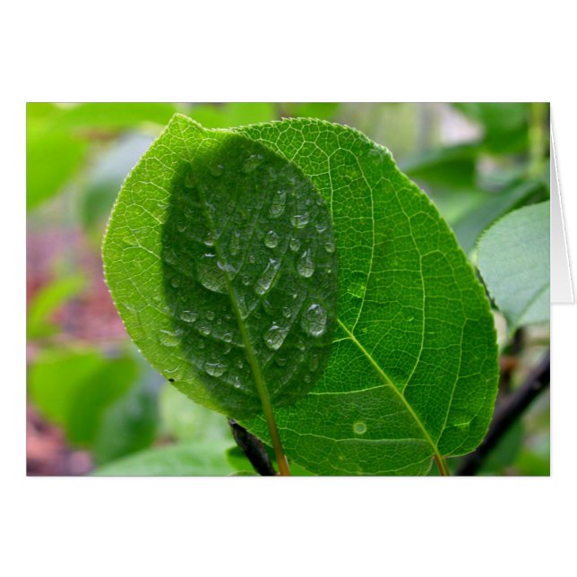 Chokecherselbladeren in de lente (Voorkant Horizontaal)