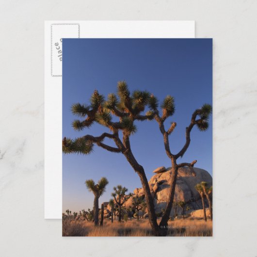 Cholla cactus and Cap Rock , Joshua Tree Briefkaart (Voorkant / Achterkant)