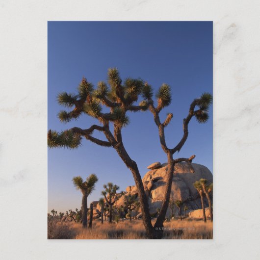 Cholla cactus and Cap Rock , Joshua Tree Briefkaart (Voorkant)