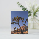 Cholla cactus and Cap Rock , Joshua Tree Briefkaart (Staand voorkant)