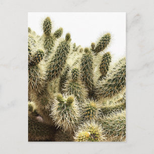 Cholla Cactus Briefkaart