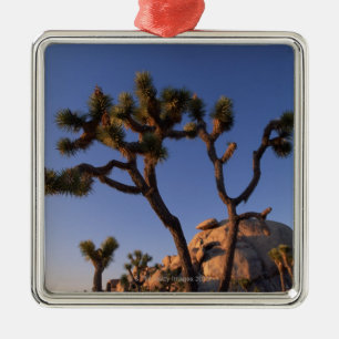 Cholla cactus en Pet Rock, Joshua Tree Metalen Ornament
