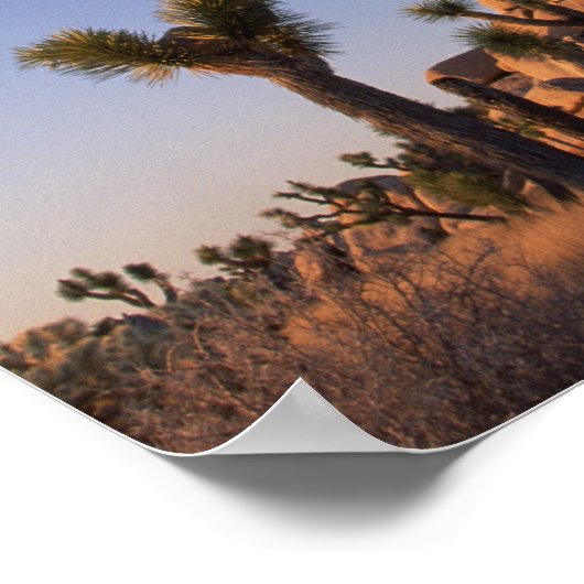 Cholla cactus en Pet Rock, Joshua Tree Poster (Hoek)