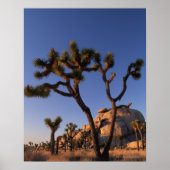 Cholla cactus en Pet Rock, Joshua Tree Poster (Voorkant)