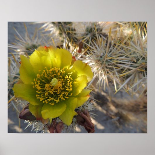 Cholla Cactus Flower Poster (Voorkant)
