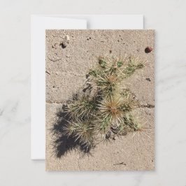 Cholla Cactus Groeiend in een Scheur in het Trotto Feestdagenkaart