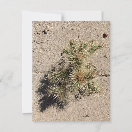 Cholla Cactus Groeiend in een Scheur in het Trotto Feestdagenkaart (Voorkant)