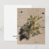 Cholla Cactus Groeiend in een Scheur in het Trotto Feestdagenkaart (Voorkant / Achterkant)