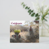Cholla Cactus & Landscape Briefkaart (Staand voorkant)