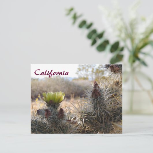 Cholla Cactus & Landscape Briefkaart (Staand voorkant)