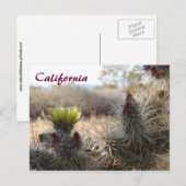 Cholla Cactus & Landscape Briefkaart (Voorkant / Achterkant)