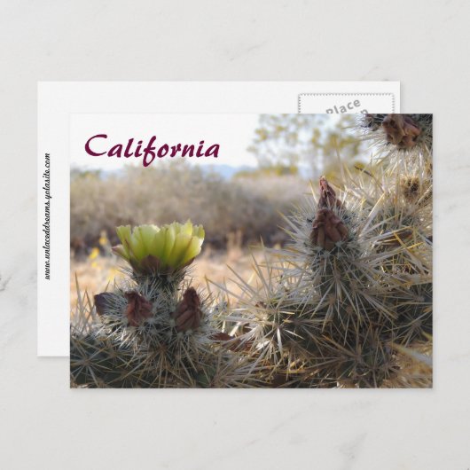Cholla Cactus & Landscape Briefkaart (Voorkant / Achterkant)