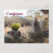 Cholla Cactus & Landscape Briefkaart (Voorkant)
