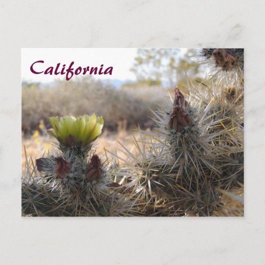 Cholla Cactus & Landscape Briefkaart (Voorkant)