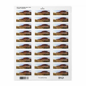 Cholla Cactus Superstition Mountain Arizona Etiket (Full Sheet)